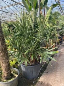 Rhapidophyllum Hystrix - Pot Ø 80 Cm [pallet]