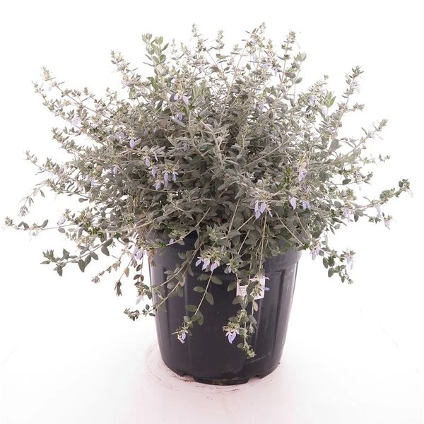 Teucrium Fruticans - Pot Ø 26 Cm