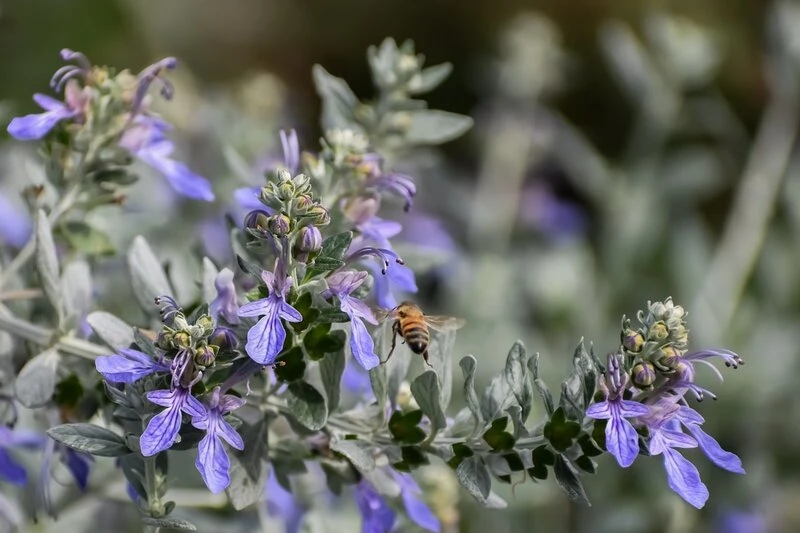 Teucrium Fruticans - Pot Ø 26 Cm - Afbeelding 2