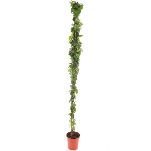 Duranta Erecta - Pot Ø 20 Cm - Afbeelding 2