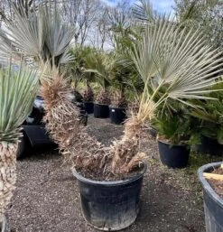 Trithrinax Campestris - Stam 110 + 60 Cm [pallet]