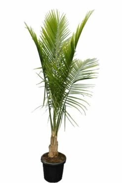 Ravenea Rivularis - Totale Hoogte 200+ Cm - Pot Ø 40 Cm [pallet]