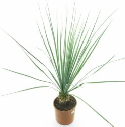 Nolina Nelsonii - Totale Hoogte 100-120 Cm - Pot Ø 26 Cm