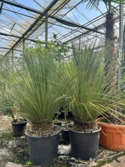 Dasylirion Longissimum - Stam 10-20 Cm - Totale Hoogte 140+ Cm - Pot Ø 55 Cm [pallet]