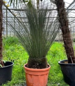 Dasylirion Longissimum - Stam 25-35 Cm [pallet]