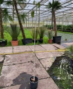 Bauhinia Purpurea - Pot Ø 27 Cm [pallet]