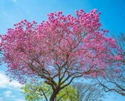 Tabebuia Impetignosa - Pot Ø 28 Cm [pallet]