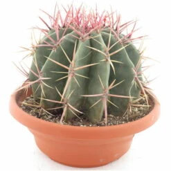 Ferocactus Stainesii Var. Pilosus - Pot Ø 28 Cm