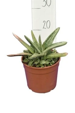 Gasteria Little Warty - Pot Ø 19 Cm