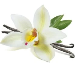 Vanilla Planifolia - Totale Hoogte 40+ Cm - Pot Ø 9 Cm