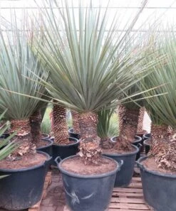 Nolina Nelsonii - Stam 60-70 Cm [pallet]