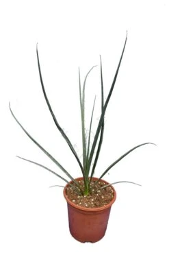 Hesperaloe Parviflora - Pot Ø 18 Cm