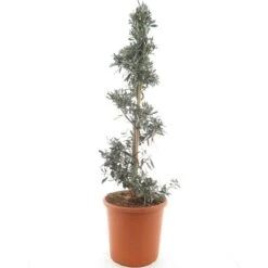 Olea Europaea Spiraal - Totale Hoogte 130-150 Cm - Pot Ø 35 Cm