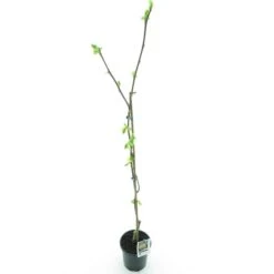 Diospyros Kaki Korea - Totale Hoogte 120-140 Cm - Pot Ø 17 Cm
