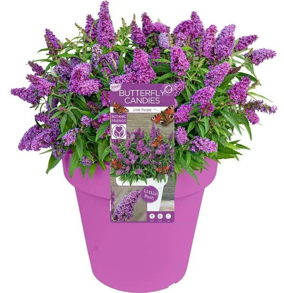 Buddleja Davidii Butterfly Candy Little Purple - Pot 3 Ltr