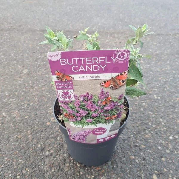 Buddleja Davidii Butterfly Candy Little Purple - Pot 3 Ltr - Afbeelding 3