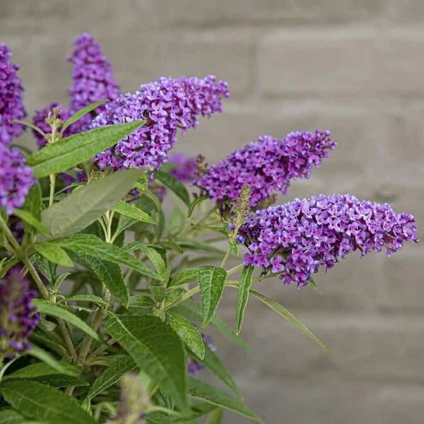 Buddleja Davidii Butterfly Candy Little Purple - Pot 3 Ltr - Afbeelding 4