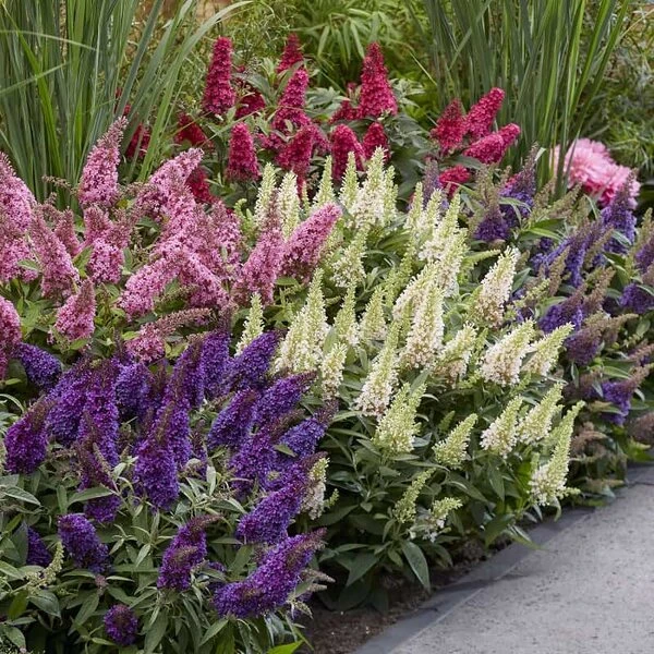 Buddleja Davidii Butterfly Candy Little Purple - Pot 3 Ltr - Afbeelding 5