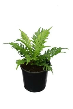 Blechnum Gibbum Silver Lady Pot Ø 15 Cm