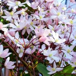 Clematis Armandii Apple Blossom - Pot 2 Ltr