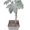 Tetrapanax Papyrifera - Totale Hoogte 30+ Cm - Pot 11 Cm
