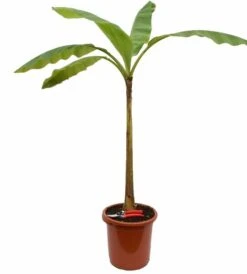 Musa Basjoo - Pot Ø 30 Cm