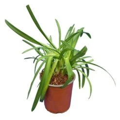 Agapanthus Africanus (blauw) - Totale Hoogte 35-45 Cm - Pot Ø 18 Cm