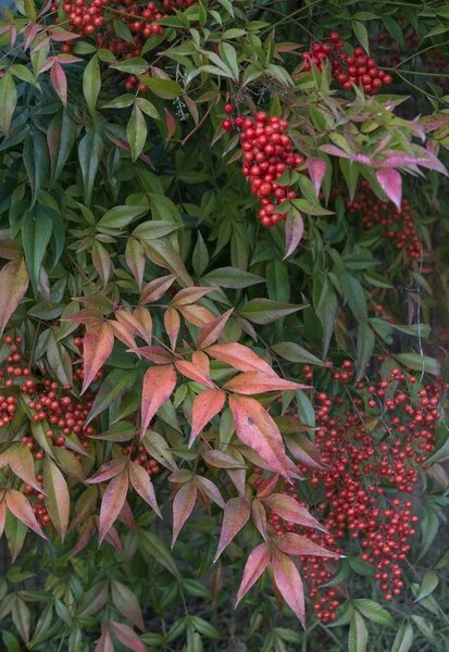 Nandina Domestica - Pot Ø 19 Cm - Afbeelding 3