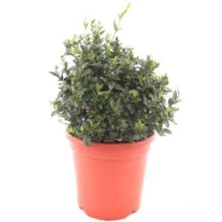 Jasminum Glaucum - Pot Ø 25 Cm