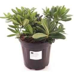 Pittosporum Tobira 'Nanum' - Totale Hoogte 30-50 Cm - Pot Ø 26 Cm - 8 Ltr