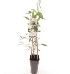 Actinidia Arguta Daddy Weiki - Pot 2 Ltr
