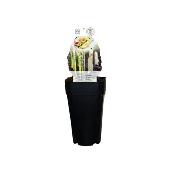 Asparagus Officinalis Gijnlim - Totale Hoogte 55-65 Cm - Pot 2 Ltr - Afbeelding 2