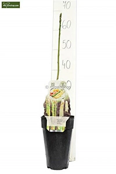 Asparagus Officinalis Gijnlim - Totale Hoogte 55-65 Cm - Pot 2 Ltr - Afbeelding 3