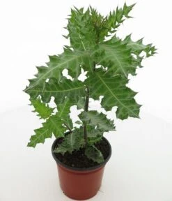 Acanthus Sennii - Pot Ø 19 Cm