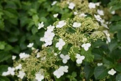 Hydrangea Anomala Var. Petiolaris 2 Ltr