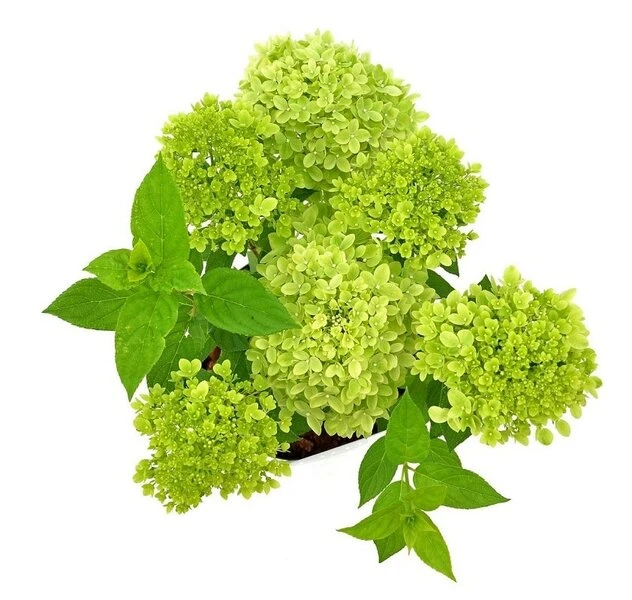 Hydrangea Paniculata Little Lime - Totale Hoogte 30-40 Cm - Pot 3 Ltr - Afbeelding 2