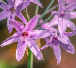 Tulbaghia Violacea - Pot Ø 22 Cm