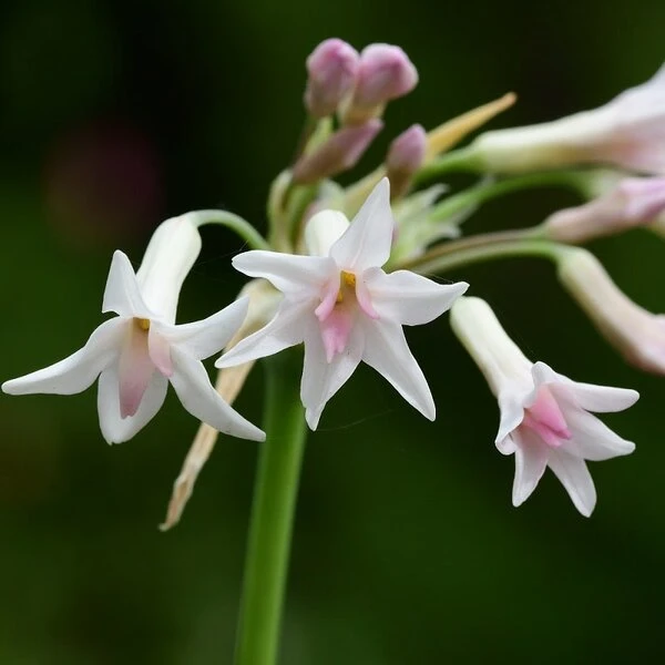 Tulbaghia Violacea Alba - Pot Ø 22 Cm