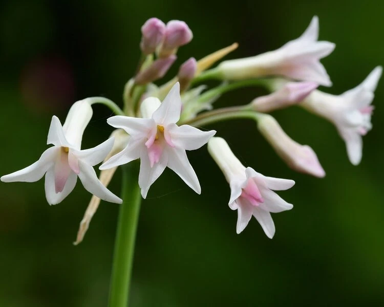 Tulbaghia Violacea Alba - Pot Ø 22 Cm - Afbeelding 2
