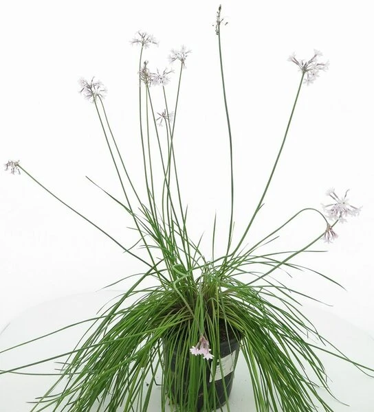 Tulbaghia Violacea Alba - Pot Ø 22 Cm - Afbeelding 3
