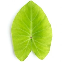 Colocasia Esculenta Red Eyed Gecko - Pot 11 X 11 Cm