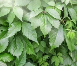 Gynostemma Pentaphyllum - Pot Ø 19 Cm