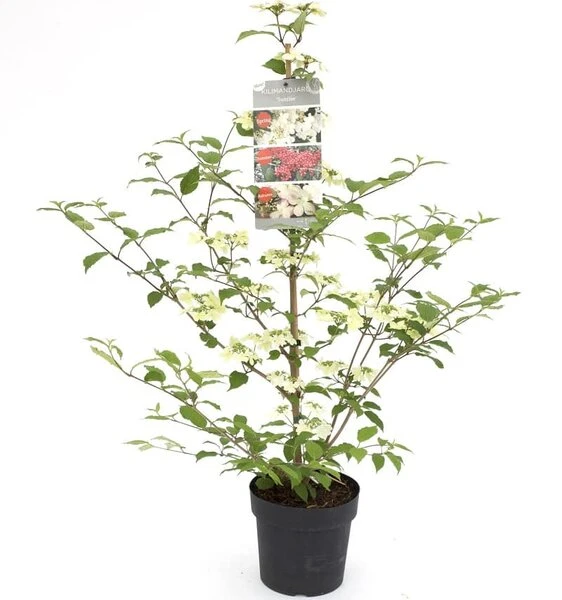 Viburnum Plicatum Kilimandjaro Sunrise - Pot 3 Ltr