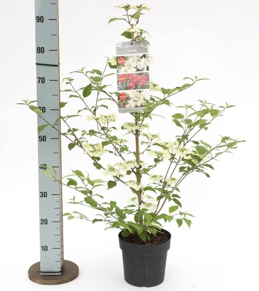 Viburnum Plicatum Kilimandjaro Sunrise - Pot 3 Ltr - Afbeelding 2