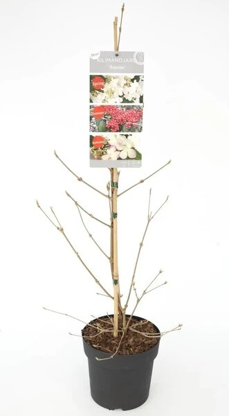 Viburnum Plicatum Kilimandjaro Sunrise - Pot 3 Ltr - Afbeelding 3