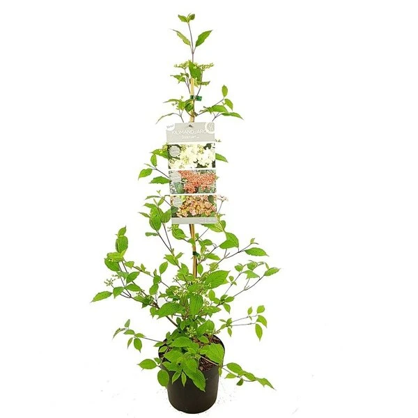 Viburnum Plicatum Kilimandjaro Sunrise - Pot 3 Ltr - Afbeelding 4