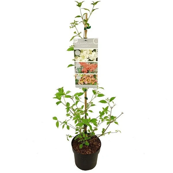 Viburnum Plicatum Kilimandjaro Sunrise - Pot 3 Ltr - Afbeelding 5