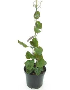 Paederia Lanuginosa - Pot 19 Cm