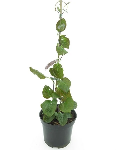 Paederia Lanuginosa - Pot 19 Cm