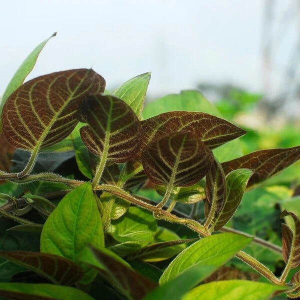 Paederia Lanuginosa - Pot 19 Cm - Afbeelding 2